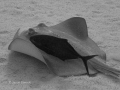   Stingray buddy was right under boat 50 ft water upon descent. Black White photo descent  